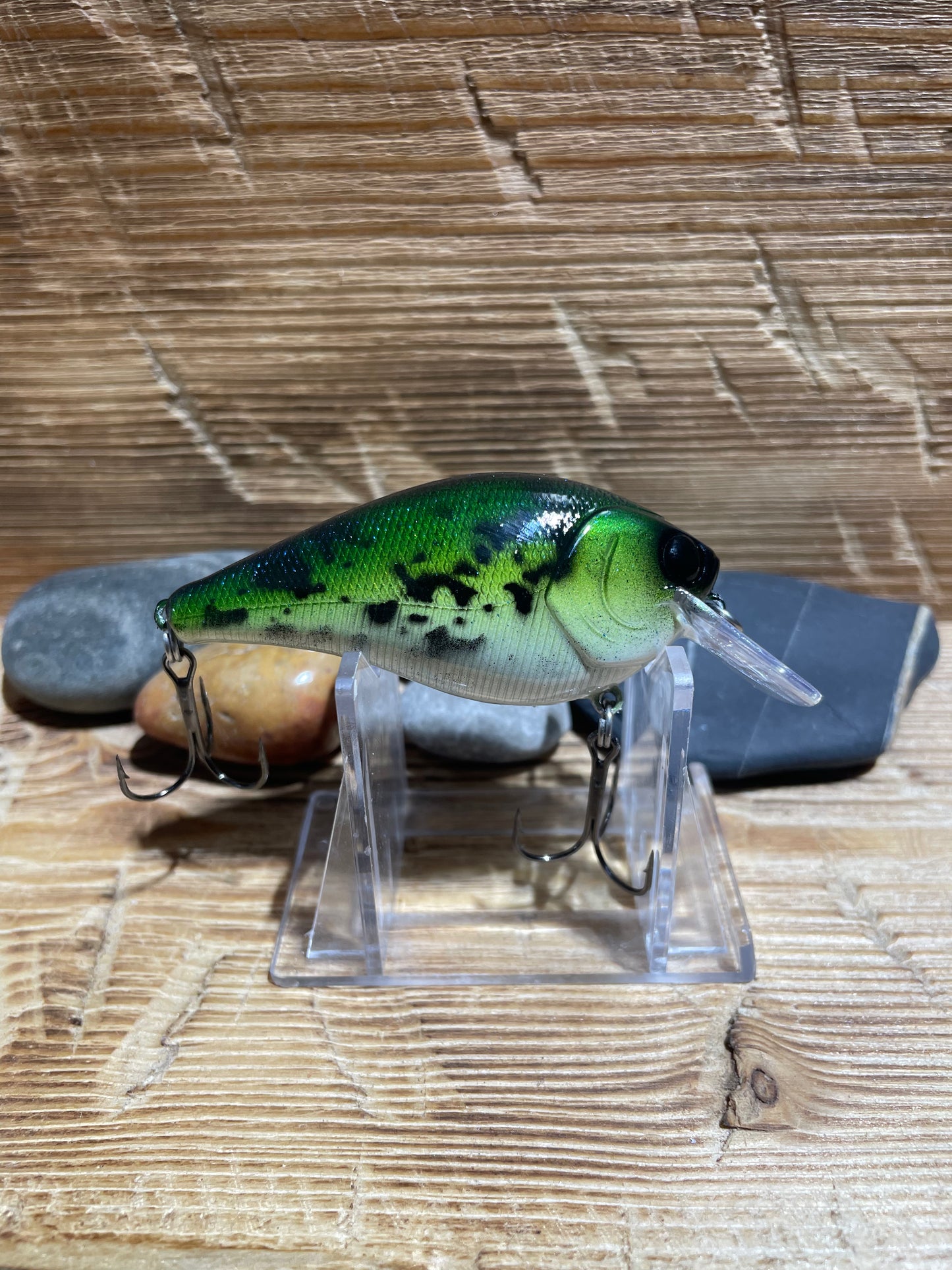 2.5 Squarebill